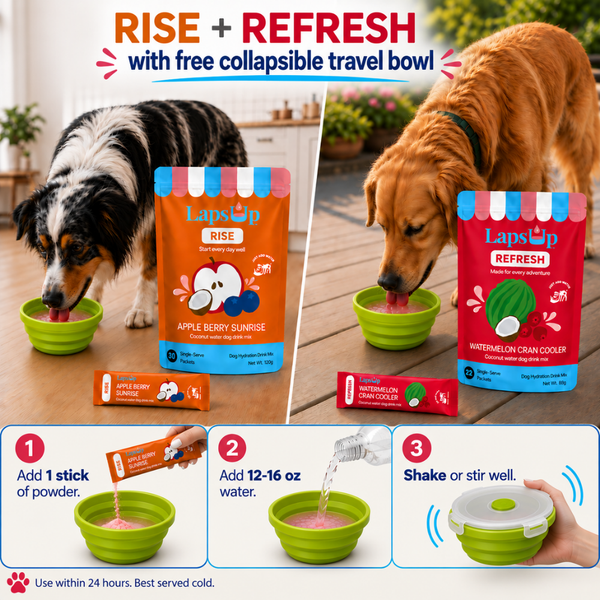 Promotional collage for LapsUp electrolyte hydration drink just for dogs. Two dogs are shown drinking from travel water bowls in a split indoor/outdoor scene, with RISE and REFRESH LapsUp pouches and single serve sticks prominently displayed.